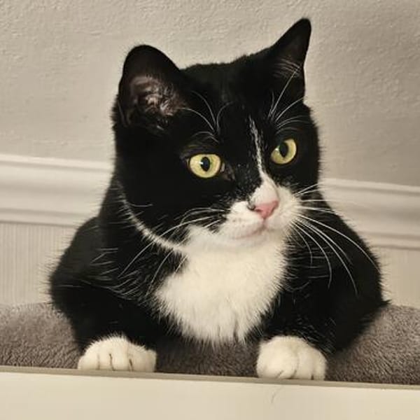 Felix