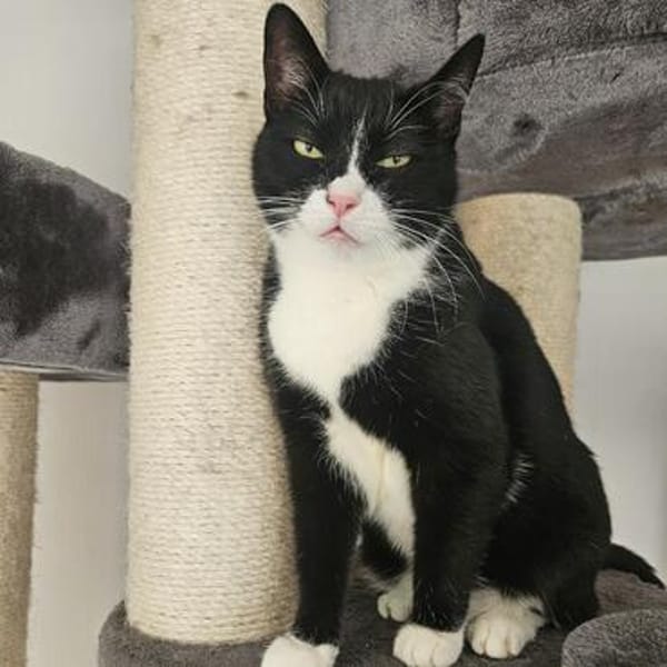 Felix