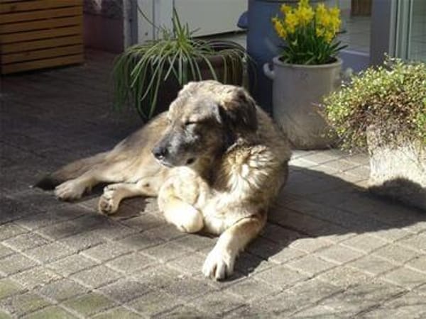 Juuns - wartet in 53557 Bad Hönningen