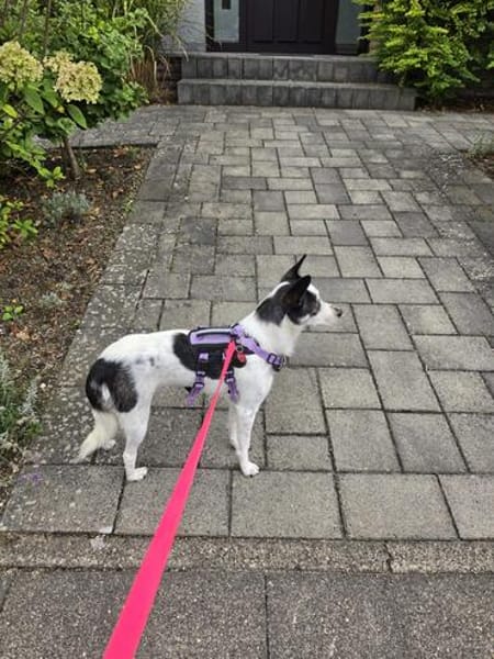 Süße Cleo 🌺sucht Kuschelflat im neuen Zuhause