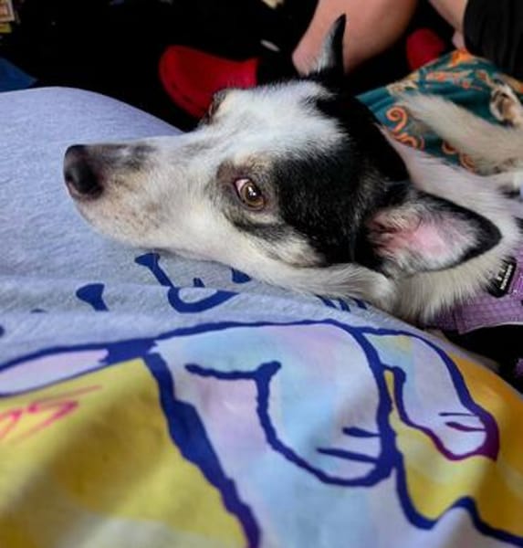 Süße Cleo 🌺sucht Kuschelflat im neuen Zuhause