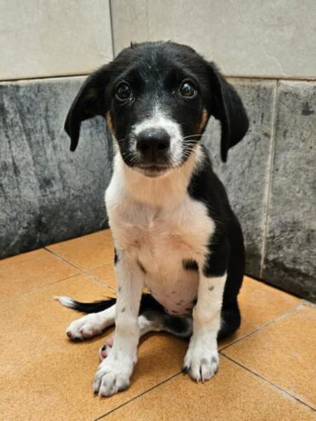 Freya sucht ein ganz liebevolles Zuhause für Immer