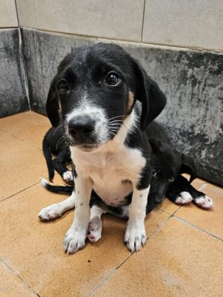 Freya sucht ein ganz liebevolles Zuhause für Immer
