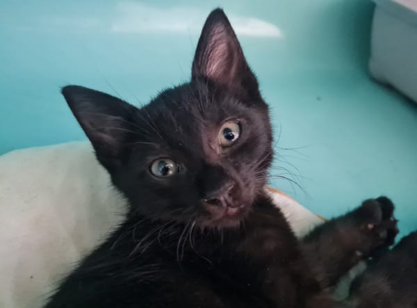 ALARIC (a trouvé sa famille)