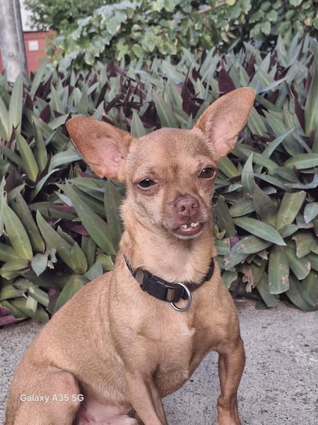 COCO, une petite boule d'amour