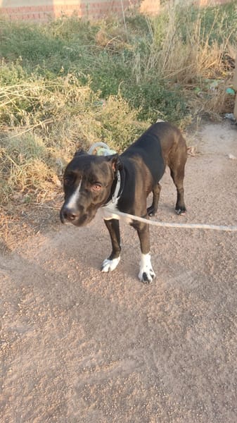 THOR (Hogar de paz)