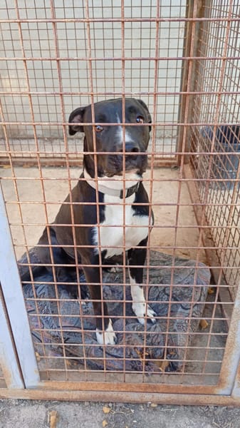 THOR (Hogar de paz)