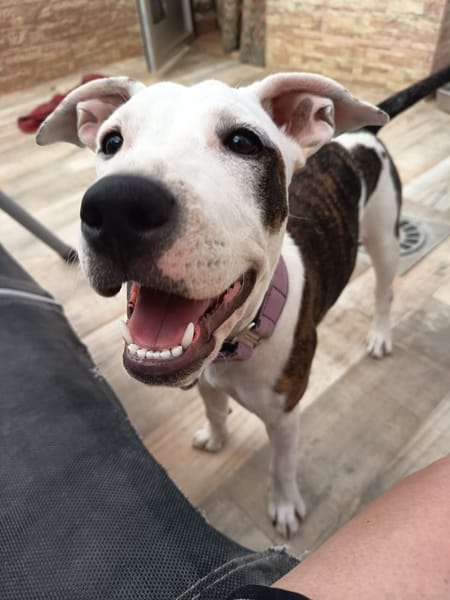SASHA (HOGAR DE PAZ)