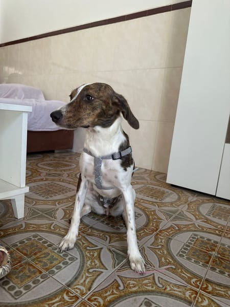 LOLA (101 huellas)
