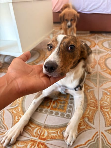 LOLA (101 huellas)