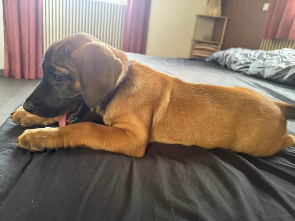 Banjo,bien dans ses papattes