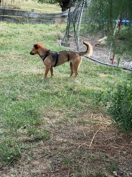 Lou lou sucht dich💐🐕