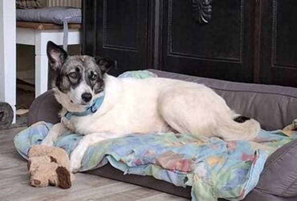 Martha, Traumhündin sucht Traum Zuhause