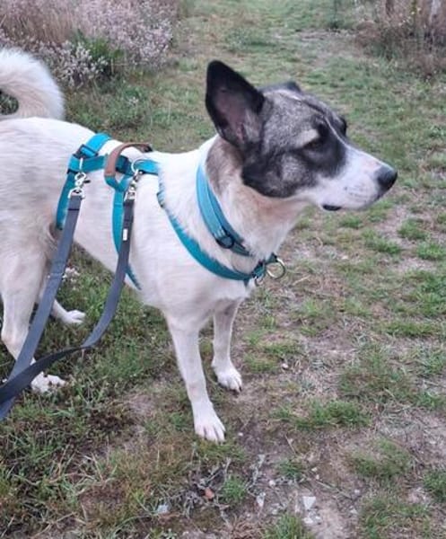 Martha, Traumhündin sucht Traum Zuhause