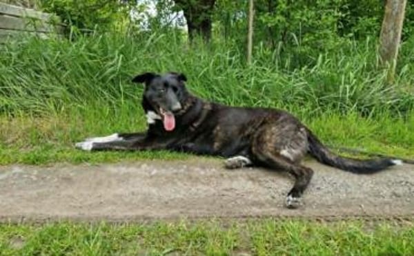 Ophelia sucht ihr Zuhause