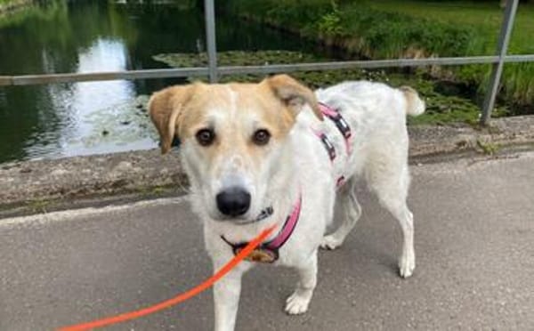 Familienhund Semmerl wartet auf dich!