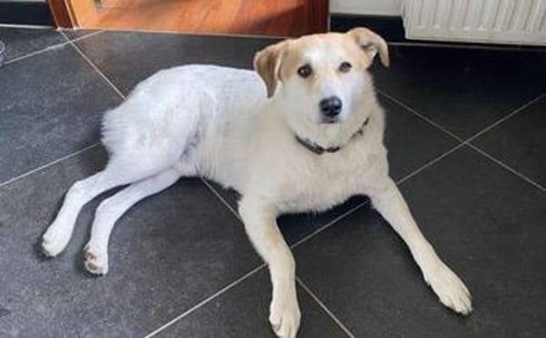 Familienhund Semmerl wartet auf dich!