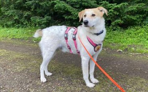 Familienhund Semmerl wartet auf dich!