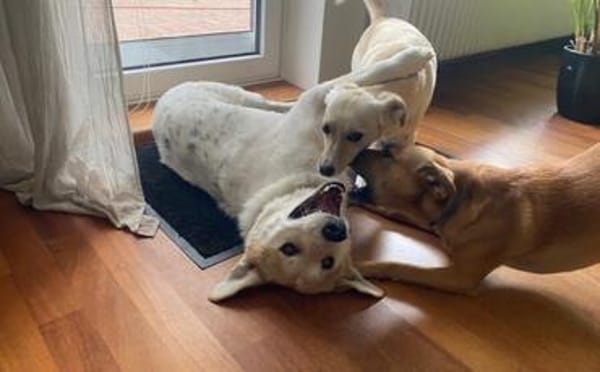 Familienhund Semmerl wartet auf dich!
