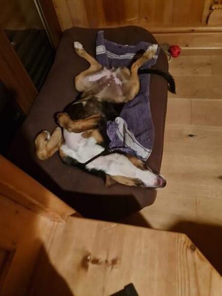 Maddie - kleine Zaubermaus sucht ihr Glück