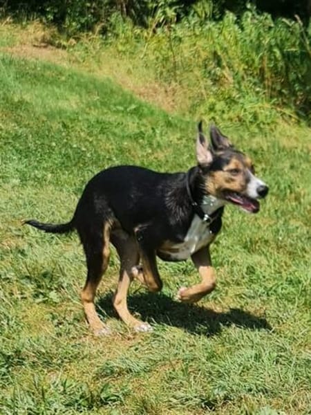 Maddie - kleine Zaubermaus sucht ihr Glück