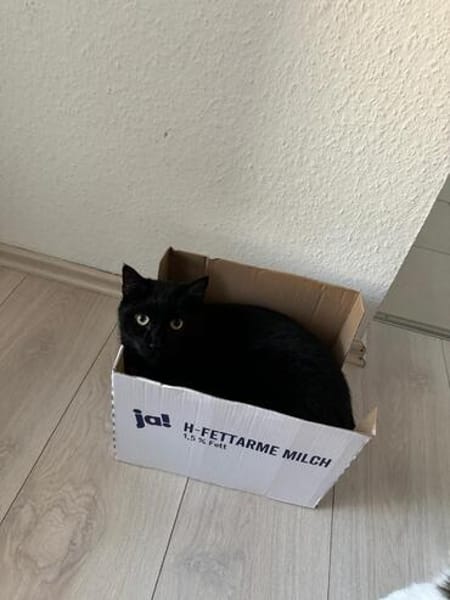 SOS Yumi ist in Not