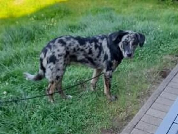 lernwilliger JERRY sucht seine Menschen