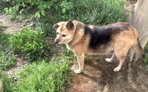 Für Leira- Nadel im Heuhaufen gesucht