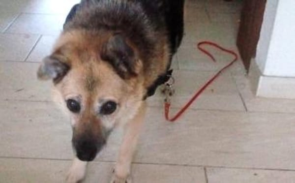 Für Leira- Nadel im Heuhaufen gesucht