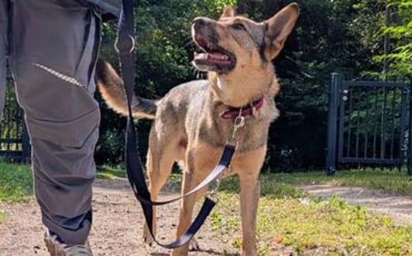 Bailey sucht seine Für-Immer-Familie