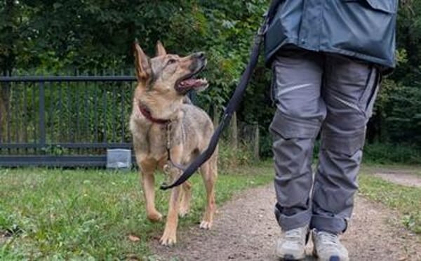 Bailey sucht seine Für-Immer-Familie