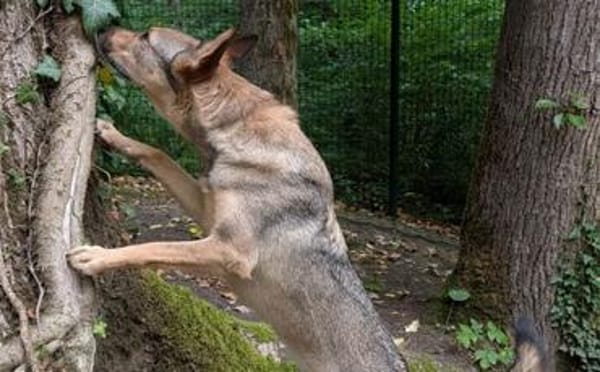 Bailey sucht seine Für-Immer-Familie