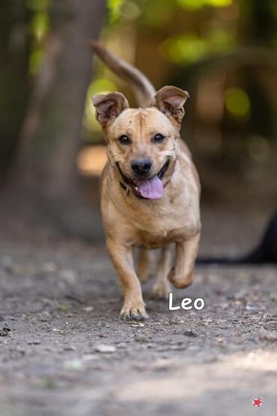 LEO