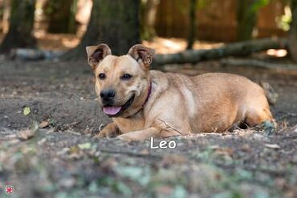 LEO
