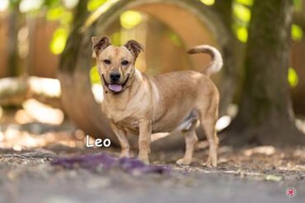 LEO