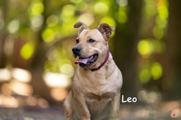 LEO