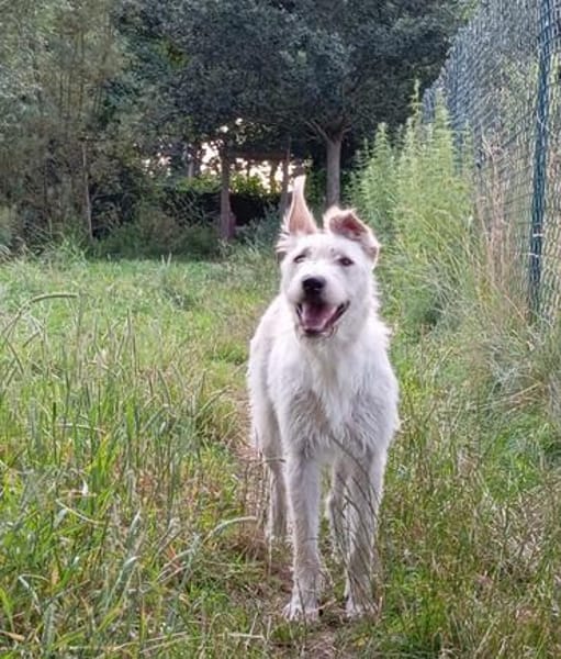 Ruby- bezaubernde Frohnatur mit ganz viel Herz