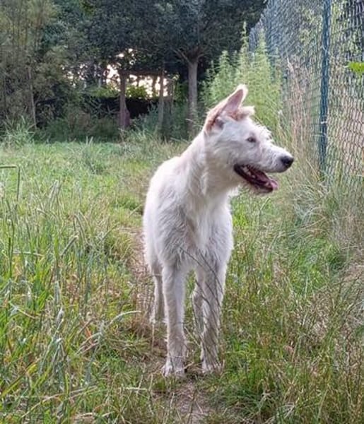 Ruby- bezaubernde Frohnatur mit ganz viel Herz