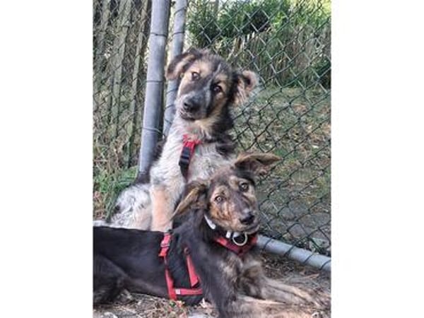 Archy - wartet in 21255 Tostedt