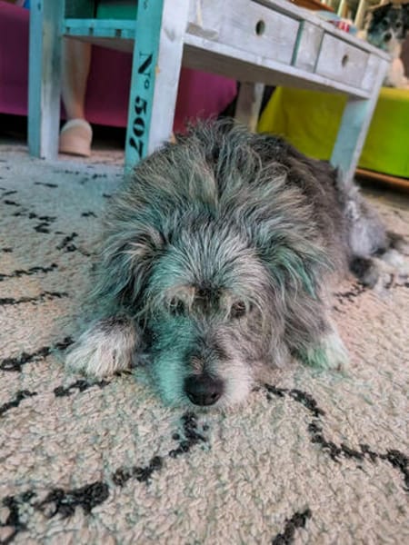Buddy hat sein Zuhause verloren