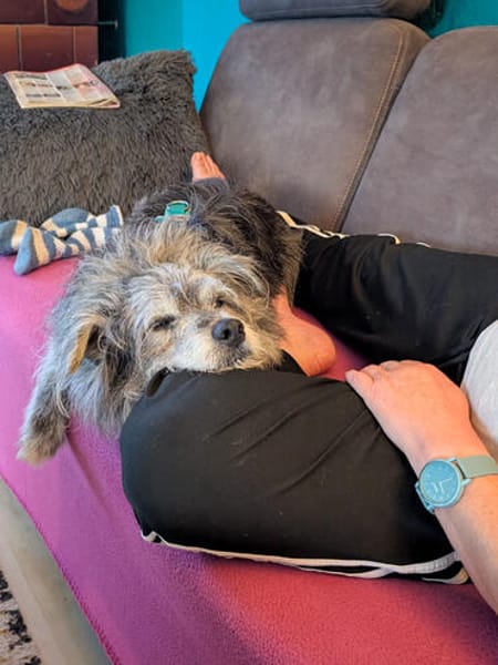 Buddy hat sein Zuhause verloren