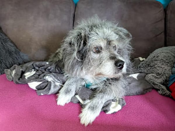 Buddy hat sein Zuhause verloren