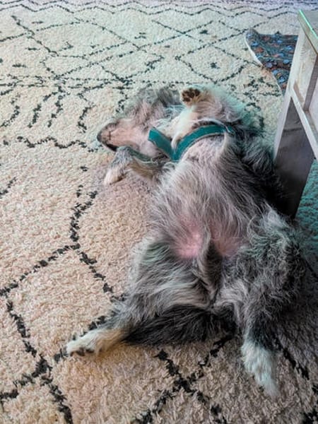 Buddy hat sein Zuhause verloren