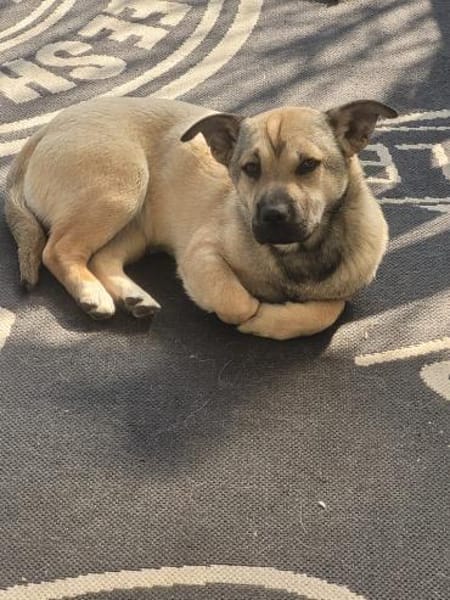 Kleine FEE sucht ihr Zuhause