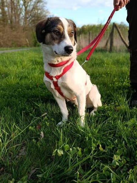 Jampa - junger, intelligenter Hund sucht erfahrene Menschen