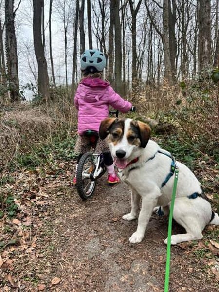 Jampa - junger, intelligenter Hund sucht erfahrene Menschen