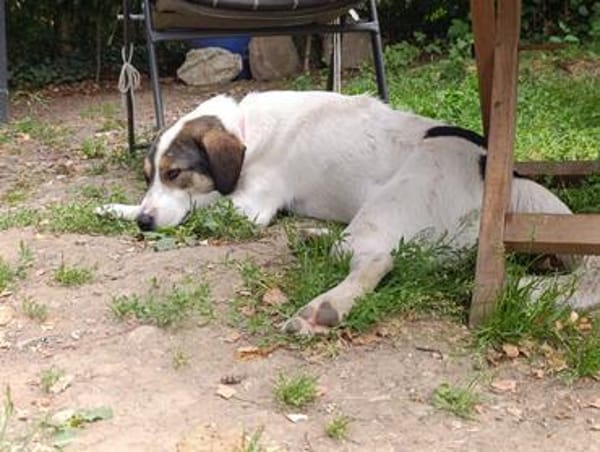 Jampa - junger, intelligenter Hund sucht erfahrene Menschen
