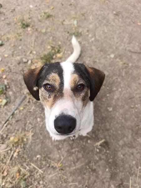 Jampa - junger, intelligenter Hund sucht erfahrene Menschen