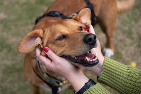 Hachiko, treuer Begleiter, ca. 8 Jahre