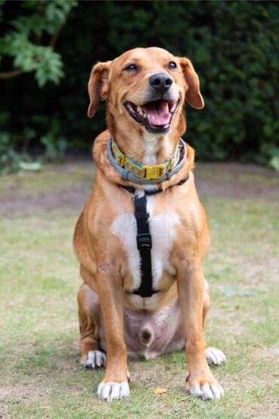 Hachiko, treuer Begleiter, ca. 8 Jahre